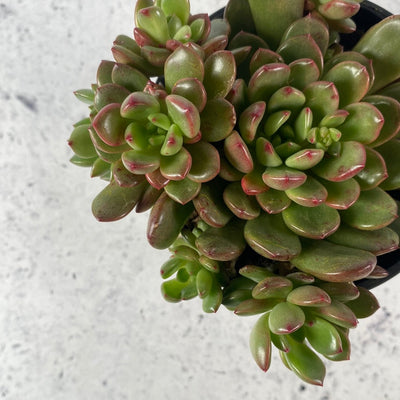 Graptoveria 'Pink Ruby' Root'd Plants 