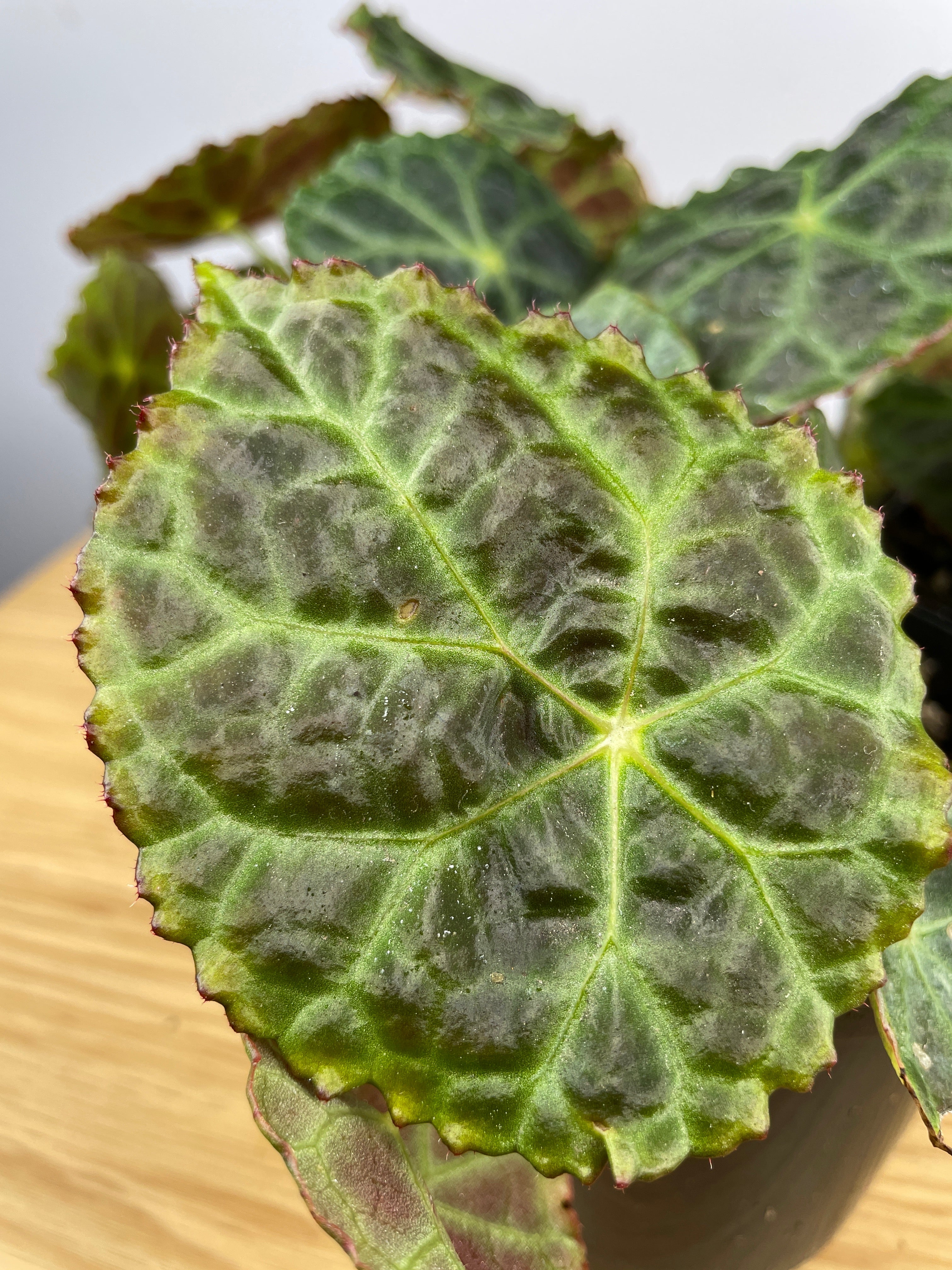 Begonia goegoensis - Rhizomatous Begonia Root'd Plants 