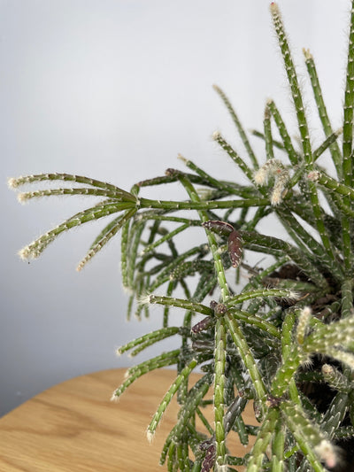 Rhipsalis pilocarpa - Jungle Cactus Root'd Plants 
