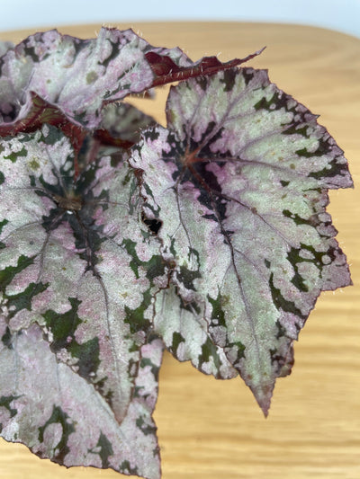 Begonia rex 'Nordic Glacier' Root'd Plants 