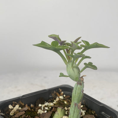 Curio (syn. Senecio) articulatus - Candle Plant Root'd Plants 