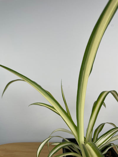 Chlorophytum comosum 'Vittatum' - Spider Plant (inside variegate) Root'd Plants 