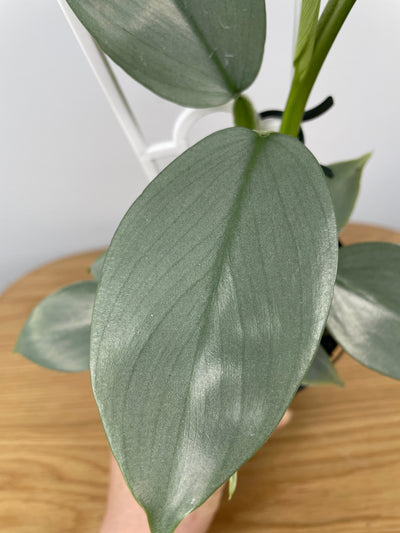 Philodendron hastatum ‘Silver Sword’ Root'd Plants 