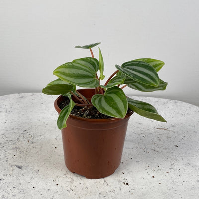 Peperomia verschaffeltii - Mini Watermelon Plant Root'd Plants 