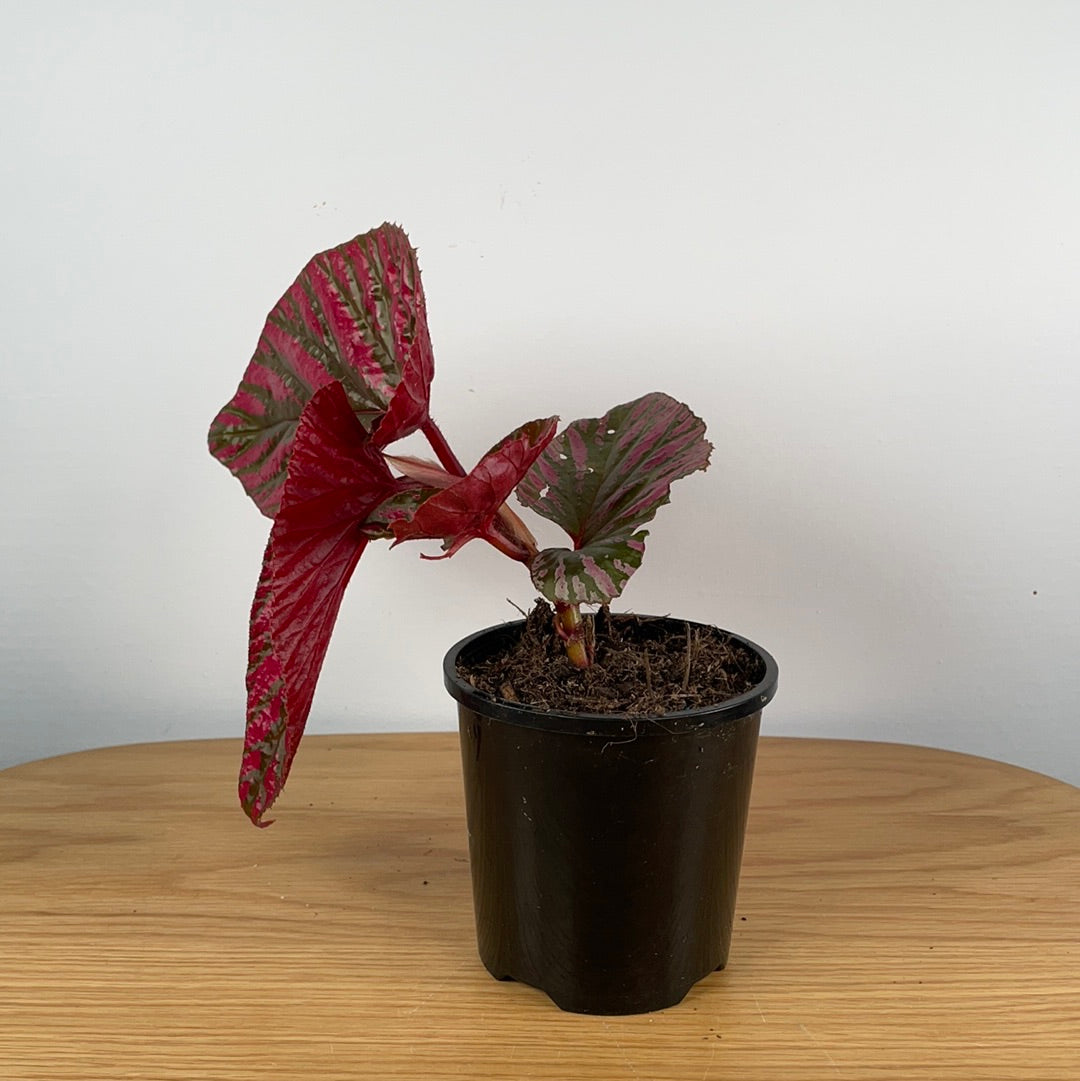 Begonia brevirimosa subsp. exotica Root'd Plants 