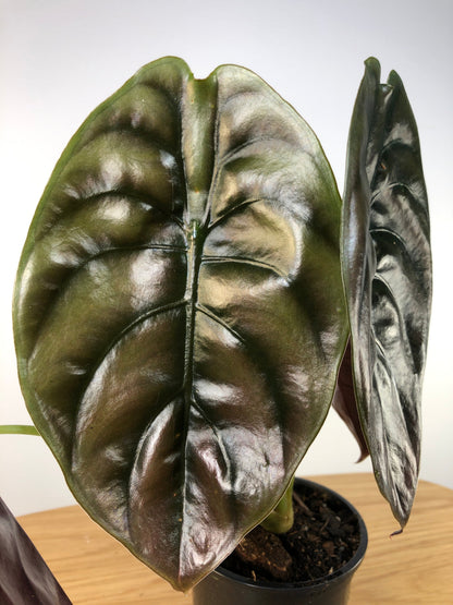 Alocasia cuprea ‘Red Secret’ - Mirror plant, Elephant ear. Potted Houseplants Root'd Plants 