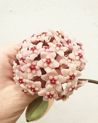 Hoya carnosa 'Krimson Queen' - Albo Variegated Wax Vine Plant Root'd Plants 