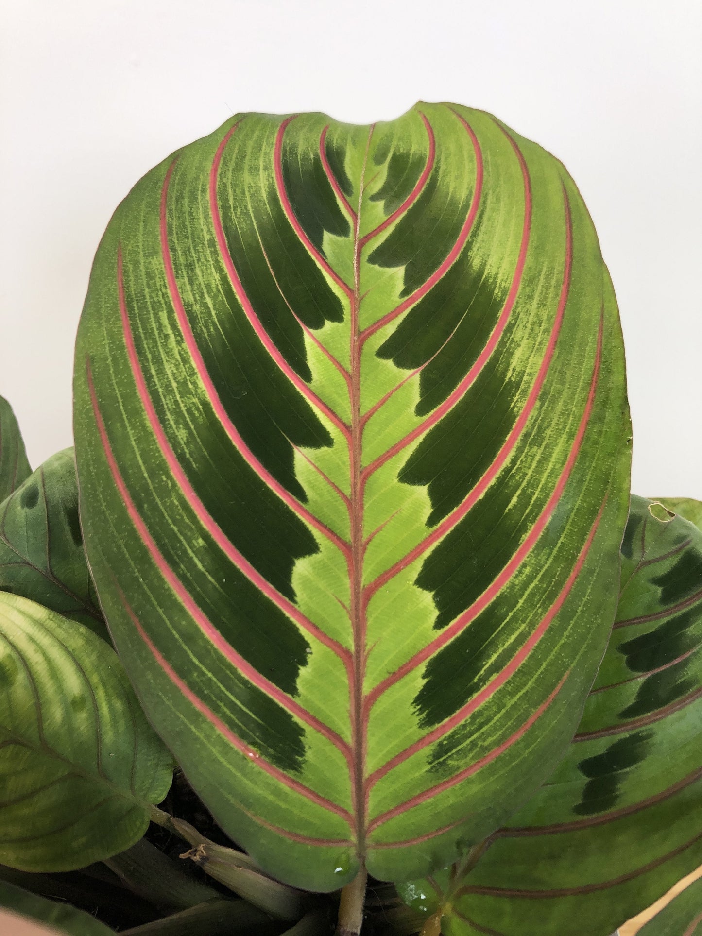 Maranta leuconeura var. erythroneura - Red Vein Prayer Plant Root'd Plants 120mm 