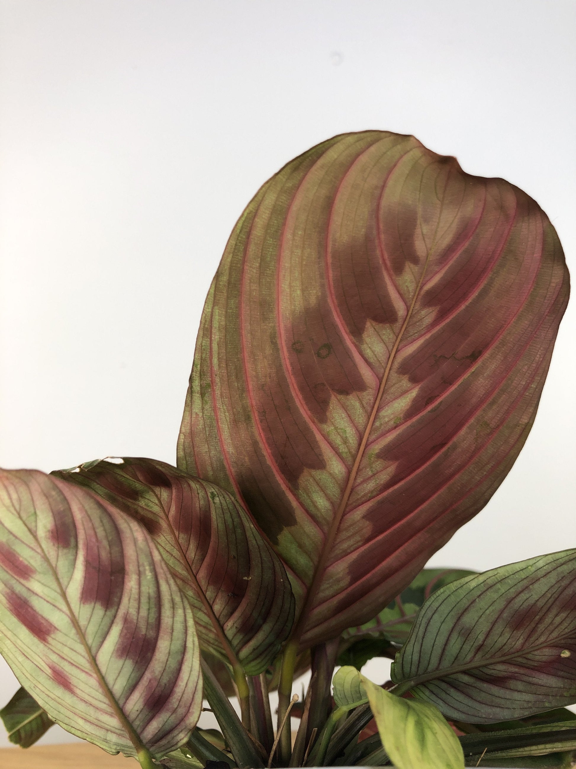 Maranta leuconeura var. erythroneura - Red Vein Prayer Plant Root'd Plants 