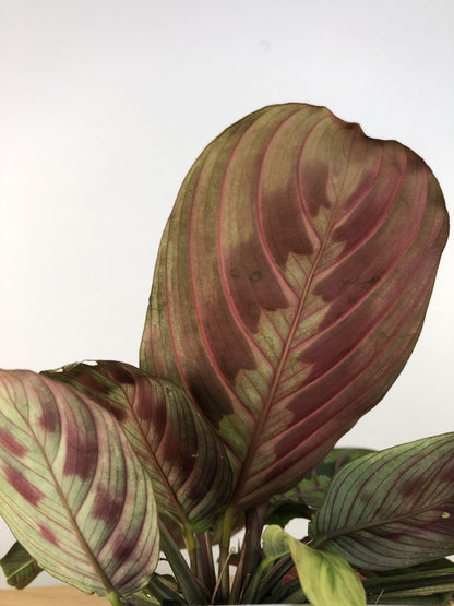 Maranta leuconeura var. erythroneura - Red Vein Prayer Plant Root'd Plants 