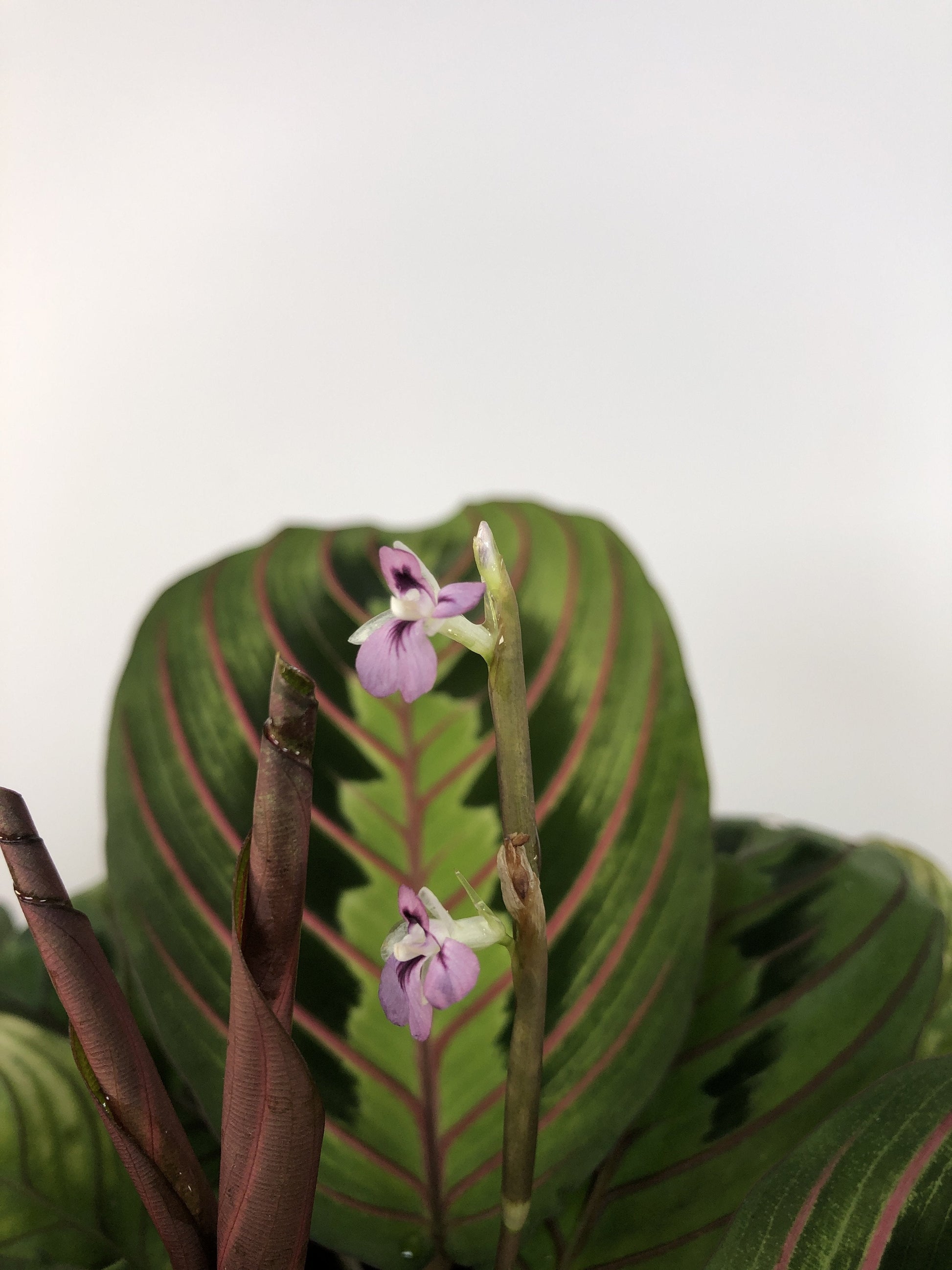 Maranta leuconeura var. erythroneura - Red Vein Prayer Plant Root'd Plants 