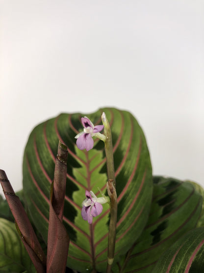 Maranta leuconeura var. erythroneura - Red Vein Prayer Plant Root'd Plants 
