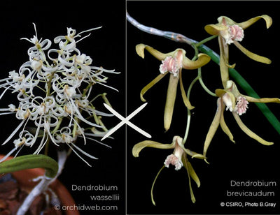 Dendrobium (Dockrillia) brevicaudum x wassellii - Pencil Orchid Hybrid Root'd Plants 
