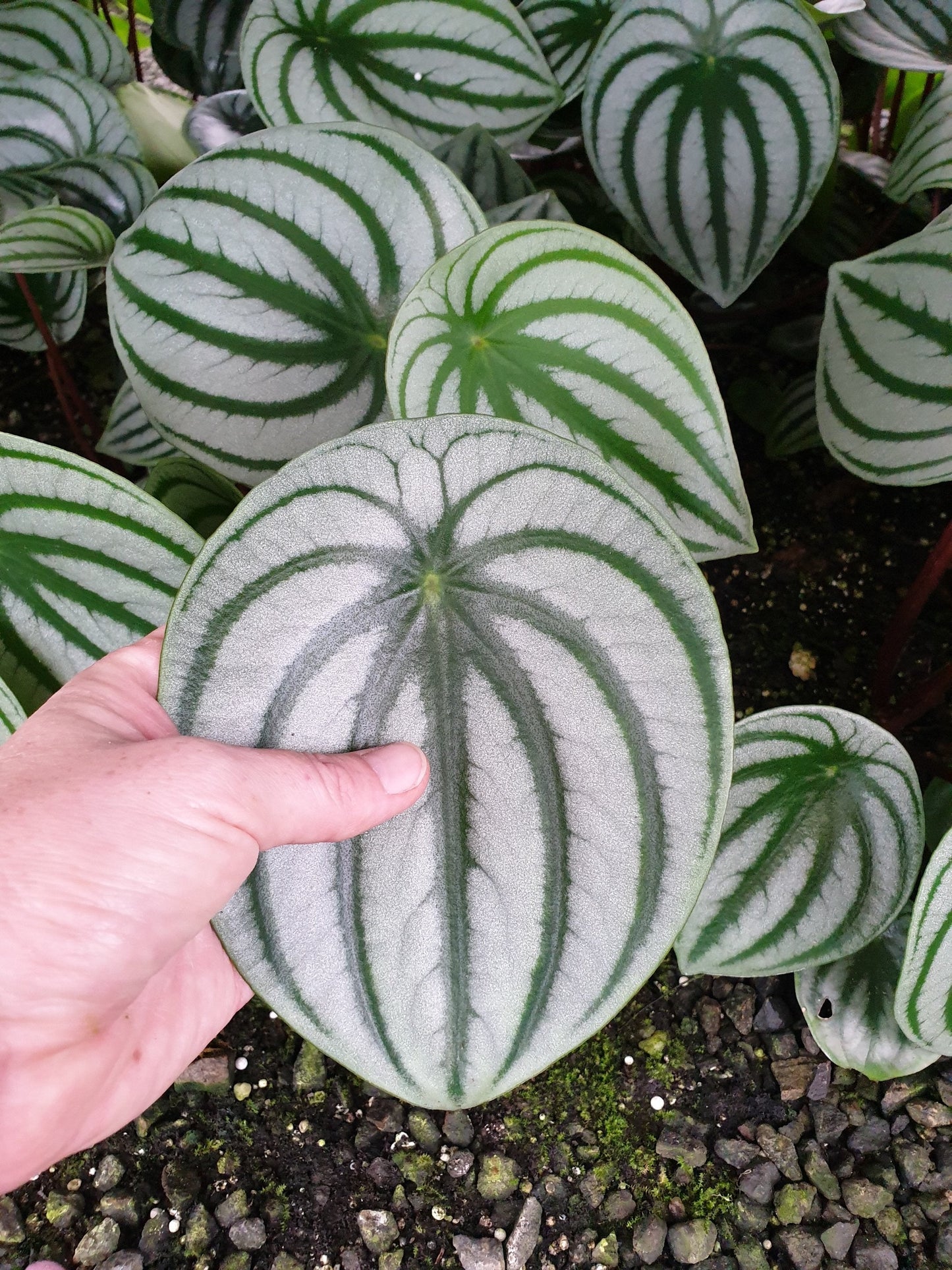 Peperomia argyreia - Watermelon Peperomia Root'd Plants 